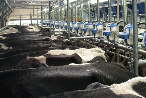 Upgrade my parlour - Dairymaster