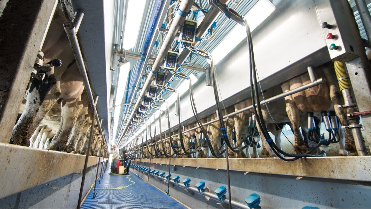 Unique milking in the 40 unit Swing - Dairymaster