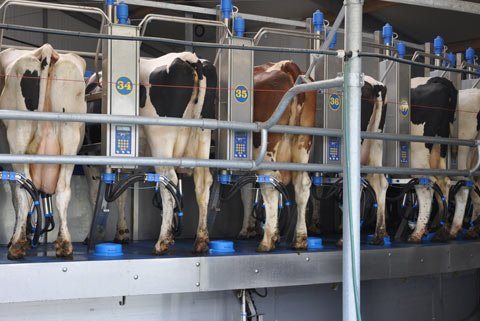 Have better milking - Dairymaster